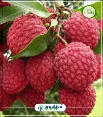 

Creative Farmer Lychee Bonsai Succulent Type Plant Seeds Fruit Plant Seeds Kitchen Garden Plant Seeds 5Indoor, Outdoor Kitchen Garden Plant Seeds Seed(5 per packet)