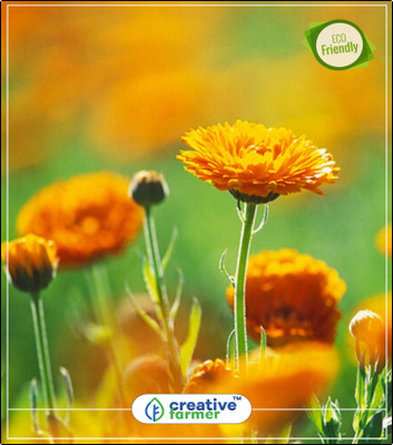 Creative Farmer Pot Marigold (Dwarf) Flower Seeds Rainy Season Kitchen Garden Plant Seeds 20Indoor, Outdoor Kitchen Garden Plant Seeds Seed(20 per packet) available at flipkart for Rs.144