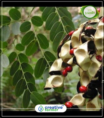 

Creative Farmer Tree Seeds Rakt Chandan - Adenanthera Pavonina Shade Tree Seeds Kitchen Garden Plant Seeds 10Indoor, Outdoor Kitchen Garden Plant Seeds Seed(10 per packet)