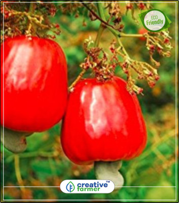 

Creative Farmer Dwarf Spanish Cashew Seeds Fruit And Nut Seeds Kitchen Garden Plant Seeds 2Indoor, Outdoor Kitchen Garden Plant Seeds Seed(2 per packet)