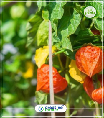 

Creative Farmer Withania Somnifera: Ashwagandha Herb Seeds Herb Seeds For Planting Kitchen Garden Plant Seeds 20Indoor, Outdoor Kitchen Garden Plant Seeds Seed(20 per packet)