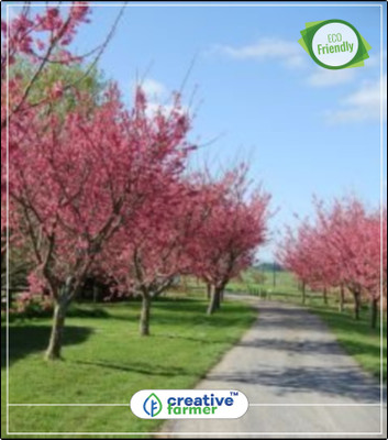 

Creative Farmer Flowering Tree Wild Himalayan Cherry - Flower Tree Flower Tree Seeds Kitchen Garden Plant Seeds 10Indoor, Outdoor Kitchen Garden Plant Seeds Seed(10 per packet)