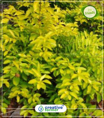

Creative Farmer Duranta High Germination Kitchen Garden Plant Seeds 10Indoor, Outdoor Kitchen Garden Plant Seeds Seed(10 per packet)