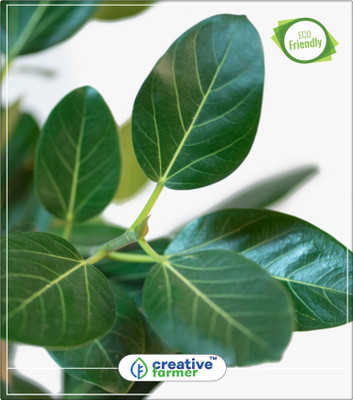 

Creative Farmer Indoor Qxygen Generating Plant Seeds Flowering Plant Kitchen Garden Plant Seeds 10Indoor, Outdoor Kitchen Garden Plant Seeds Seed(10 per packet)