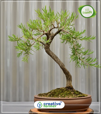

Creative Farmer Callistemon Citrinus - Myrtaceae Flower Tree Seeds Kitchen Garden Plant Seeds 10Indoor, Outdoor Kitchen Garden Plant Seeds Seed(10 per packet)