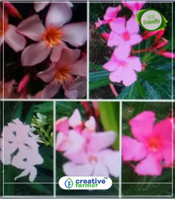 

Creative Farmer Indian Oleander Flowering Seeds For Summer Kitchen Garden Plant Seeds 5Indoor, Outdoor Kitchen Garden Plant Seeds Seed(5 per packet)