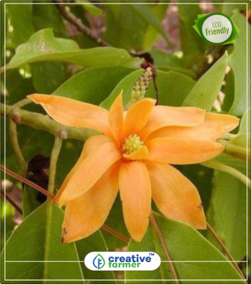 Creative Farmer Michelia Rheedei Flowering Trees Of India Kitchen Garden Plant Seeds 10Indoor, Outdoor Kitchen Garden Plant Seeds Seed(10 per packet)