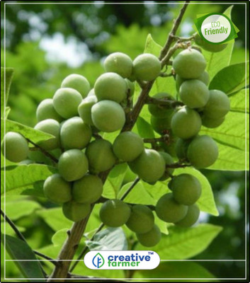 

Creative Farmer Tree Seeds Kukudu-Kayalu, Kungititkaya, Kunkudu-Chettu Notched Leaf Soapnut Herb Seeds For Growing Kitchen Garden Plant Seeds 20Indoor, Outdoor Kitchen Garden Plant Seeds Seed(20 per packet)