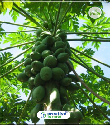 

Creative Farmer Mixed Papaya Varieties Dwarf Honey & Thailand Imported Good Plant Fruit Seeds Exotic Bonsai Plant Seeds Fruit Bonsai Seeds Kitchen Garden Plant Seeds 10Indoor, Outdoor Kitchen Garden Plant Seeds Seed(10 per packet)