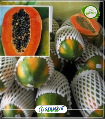 

Creative Farmer Papaya Seeds Very Sweet Best Fruit Seeds Kitchen Garden Plant Seeds 20Indoor, Outdoor Kitchen Garden Plant Seeds Seed(20 per packet)