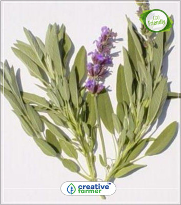 

Creative Farmer Salvia Officinalis 'Common Broad Leaf' Plants Herb Seeds For Home Garden Kitchen Garden Plant Seeds 20Indoor, Outdoor Kitchen Garden Plant Seeds Seed(20 per packet)
