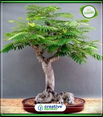

Creative Farmer Delonix Regia Tree Bonsai Seeds Kitchen Garden Plant Seeds 10Indoor, Outdoor Kitchen Garden Plant Seeds Seed(10 per packet)