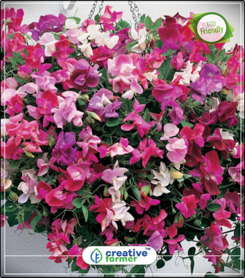 

Creative Farmer Everlasting Pea Vine Flower Seeds Summer Season Kitchen Garden Plant Seeds 20Indoor, Outdoor Kitchen Garden Plant Seeds Seed(20 per packet)