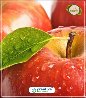 

Creative Farmer Fruit Seeds Apple Seeds For Planting Seeds For Organic Farming Fruit Seeds Kitchen Garden Plant Seeds 5Indoor, Outdoor Kitchen Garden Plant Seeds Seed(5 per packet)