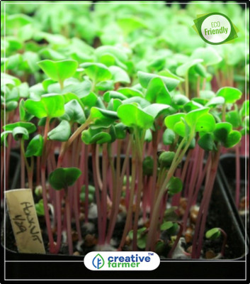 

Creative Farmer Cress Seeds Adalvitulu, Adeli, Aditya Herb Seeds For Garden Kitchen Garden Plant Seeds 20Indoor, Outdoor Kitchen Garden Plant Seeds Seed(20 per packet)