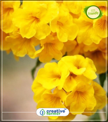 

Creative Farmer Yellow Colour Flower Trumpetbush Flower Seeds For Rainy Season Flowering Plant Seeds Kitchen Garden Plant Seeds 20Indoor, Outdoor Kitchen Garden Plant Seeds Seed(20 per packet)