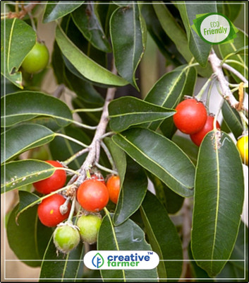 

Creative Farmer Fruit Seeds Spanish Cherry Seeds For Kitchen Kitchen Garden Plant Seeds 5Indoor, Outdoor Kitchen Garden Plant Seeds Seed(5 per packet)