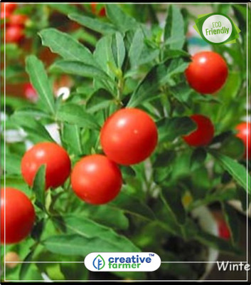 

Creative Farmer Ashwagandha Rennet Herb Seeds For Home Garden Kitchen Garden Plant Seeds 20Indoor, Outdoor Kitchen Garden Plant Seeds Seed(20 per packet)