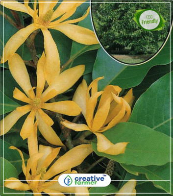 

Creative Farmer Magnolia Champaca Flowering Seeds For Summer Kitchen Garden Plant Seeds 10Indoor, Outdoor Kitchen Garden Plant Seeds Seed(10 per packet)