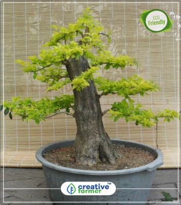 

Creative Farmer Brazilian Sky Flower Tree Seeds Kitchen Garden Plant Seeds 10Indoor, Outdoor Kitchen Garden Plant Seeds Seed(10 per packet)