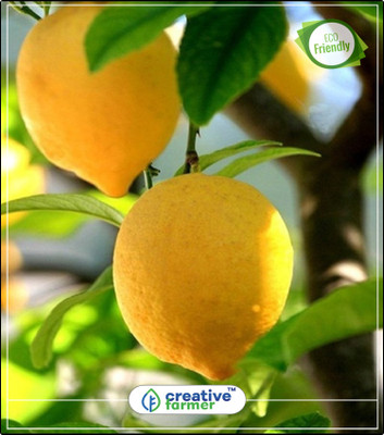 

Creative Farmer Juicy Lemon Fruit Seeds Organic Fruit Seeds Kitchen Garden Plant Seeds 10Indoor, Outdoor Kitchen Garden Plant Seeds Seed(10 per packet)