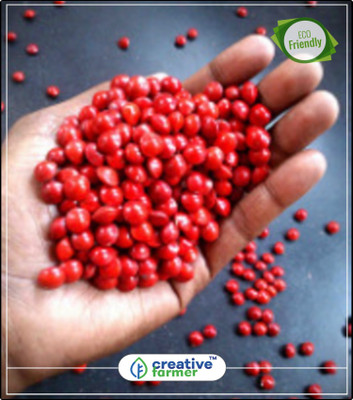 

Creative Farmer Tree Seeds Red Sandalwood - Adenanthera Polita Seeds For Cultivation Kitchen Garden Plant Seeds 10Indoor, Outdoor Kitchen Garden Plant Seeds Seed(10 per packet)