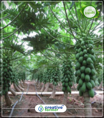 

Creative Farmer Fruit Seeds - Papaya Dwarf 50 Seeds Garden Fruit Seeds Kitchen Garden Plant Seeds 20Indoor, Outdoor Kitchen Garden Plant Seeds Seed(20 per packet)