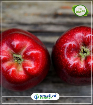 

Creative Farmer Fruit Seeds Sweet Apple Fruit Seeds Kitchen Garden Plant Seeds 5Indoor, Outdoor Kitchen Garden Plant Seeds Seed(5 per packet)