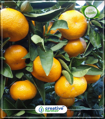 

Creative Farmer Fruit Seeds Fruit Mandarin Citrus Orange Tree Seeds Plants Fruit Seeds For Roof Garden Kitchen Garden Plant Seeds 5Indoor, Outdoor Kitchen Garden Plant Seeds Seed(5 per packet)