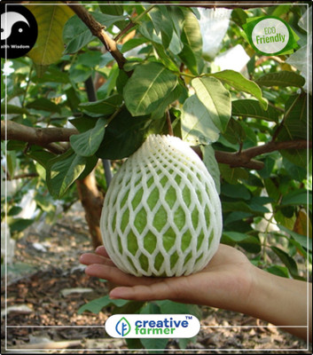 

Creative Farmer Fruit Seeds Thai Sweet Guava /Psidium Guajava 20 Seeds Fruit Plant Seeds For Garden Fruit Seeds Kitchen Garden Plant Seeds 10Indoor, Outdoor Kitchen Garden Plant Seeds Seed(10 per packet)
