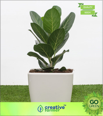 

Creative Farmer Pot Suitable Banyan Plant Seed(20 per packet)