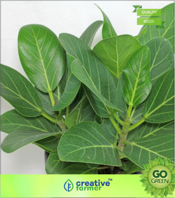 

Creative Farmer Ficus Benghalensis Tree Plant Seeds Seed(20 per packet)