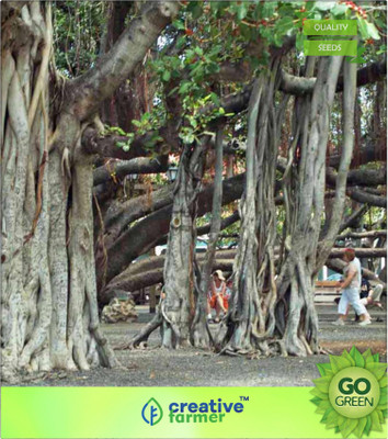 

Creative Farmer Benghalensis India Banyan Fig Tree Seeds Fruiting Fig Bonsai Suitable Seed(20 per packet)