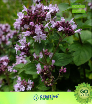 

Creative Farmer Origanum Vulgaris Seed(20 per packet)