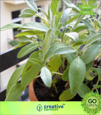 

Creative Farmer Sage Salvia Officinalis -Superior Quality Seed(20 per packet)