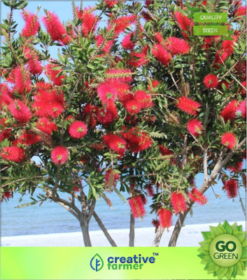 

Creative Farmer Bottle Brush Seed(20 per packet)