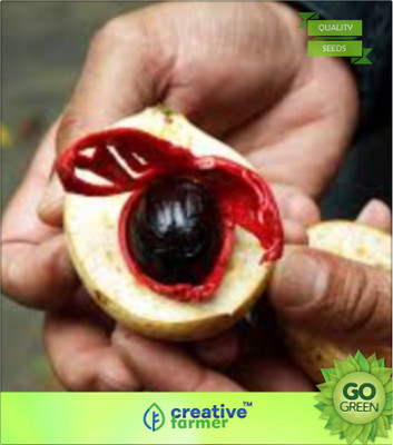 

Creative Farmer Nutmeg -Jati-Phal For Germination Seed(20 per packet)