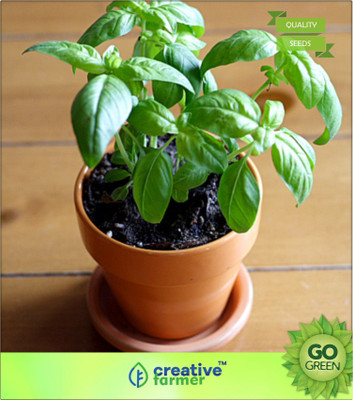 

Creative Farmer Italian - Sweet Basil Pack Of 50 Seeds Seed(20 per packet)