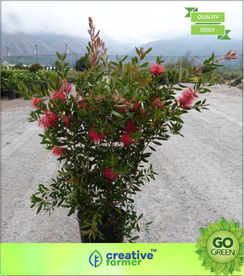 

Creative Farmer Lemon Bottlebrush Seed(20 per packet)