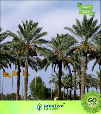 

Creative Farmer Date Palm Sweet Fruit Seeds For Growing Seed(20 per packet)