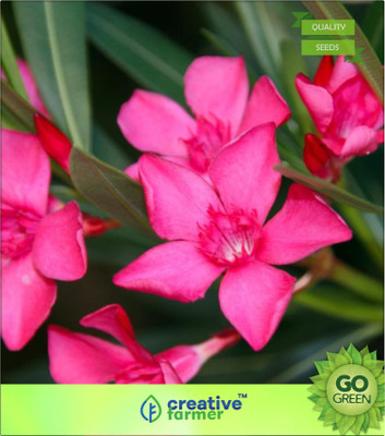 

Creative Farmer Nerium Oleander - Kanagilu, Kharjahar, Kanigale, Kanagile Seed(20 per packet)