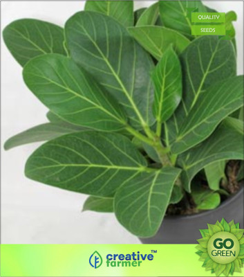 

Creative Farmer Ficus Benghalensis Plant Seeds Seed(20 per packet)