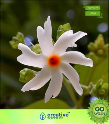 

Creative Farmer Herb Flowering Seeds Night Jasmine Seed(20 per packet)