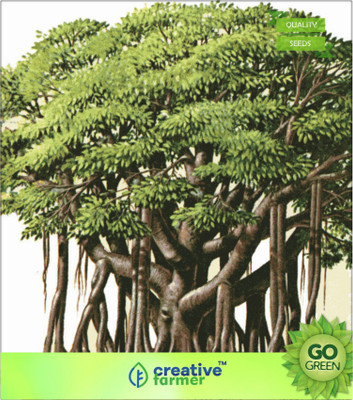 

Creative Farmer Banyan Bonsai Tree - Indian Strangler Fig Seed(20 per packet)