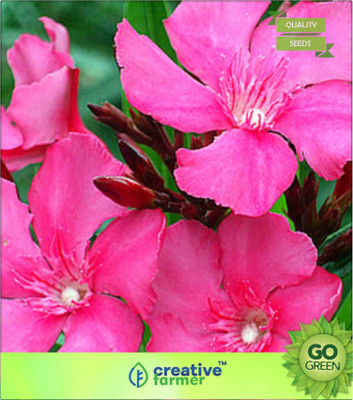 

Creative Farmer Nerium Oleander Seeds Pot Variety Seed(20 per packet)