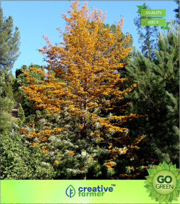 

Creative Farmer Silk Oak - Towering Beauty Seed(20 per packet)