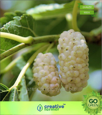 

Creative Farmer Kambli Chedi Morus Alba Seed(20 per packet)