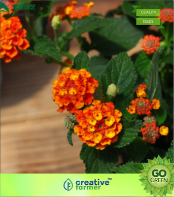 

Creative Farmer Fresh Lantana Seeds Multi Color Optional Lantana Camara Seed Seed(20 per packet)