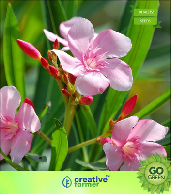 

Creative Farmer Raktakarabi Seed(20 per packet)