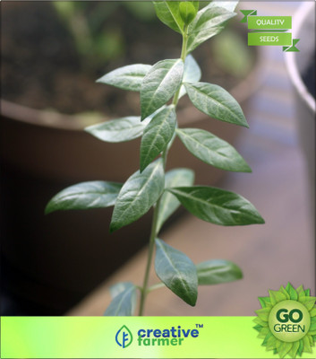 

Creative Farmer Cypress Shrub (Mehendi , Henna Tree) Seed(20 per packet)
